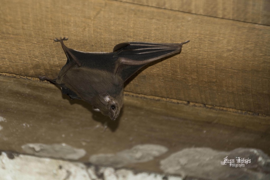 Foto de Isla de San Lucas (Puntarenas), Costa Rica