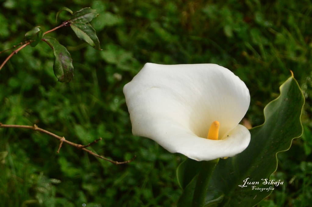 Foto de Alajuela, Costa Rica
