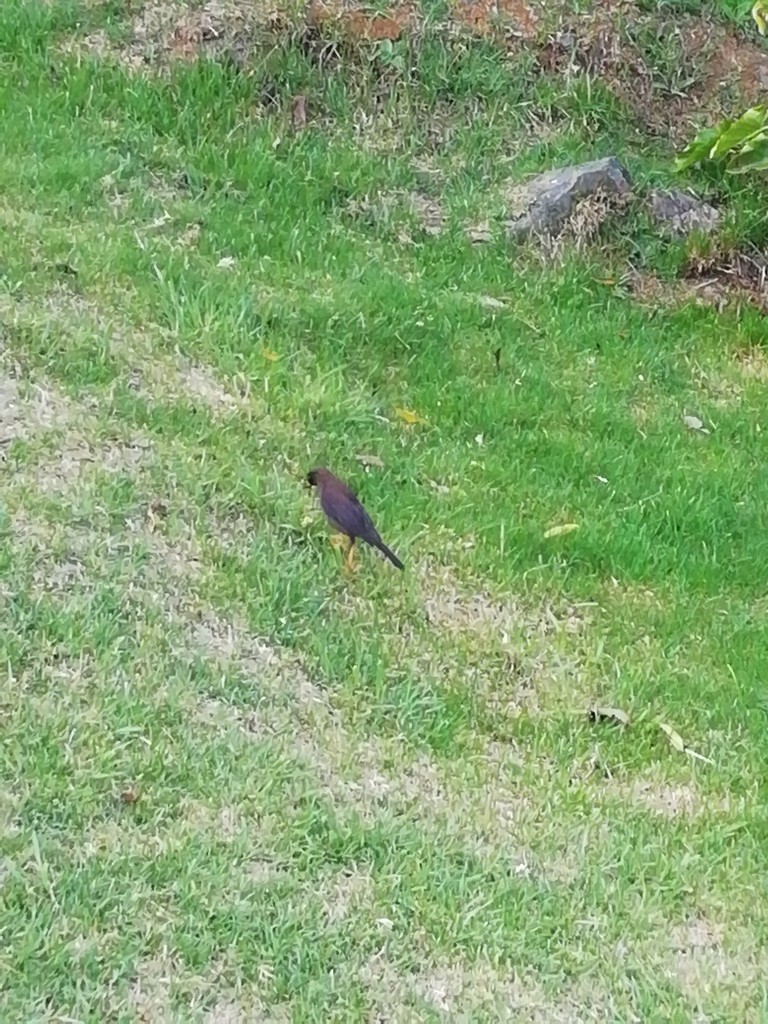 Foto de Ojo de agua (San José), Costa Rica
