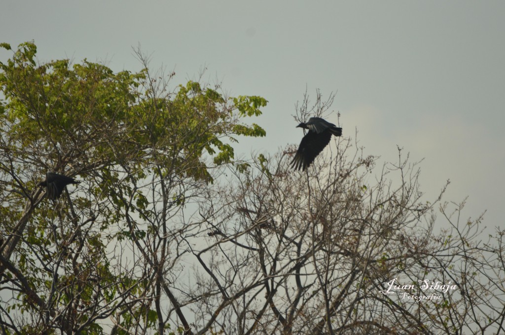 Foto de Guanacaste, Costa Rica
