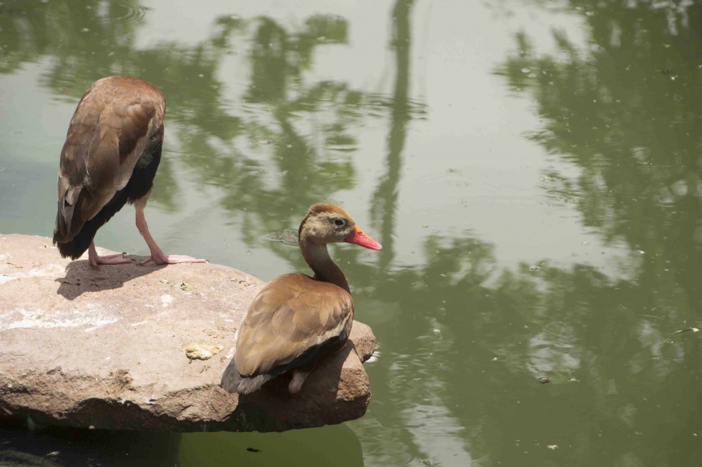 Foto de Isla de San Lucas (Puntarenas), Costa Rica