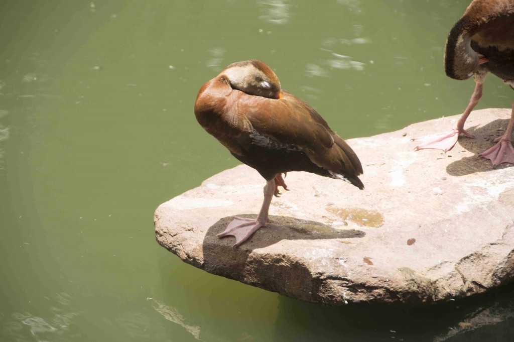 Foto de Isla de San Lucas (Puntarenas), Costa Rica