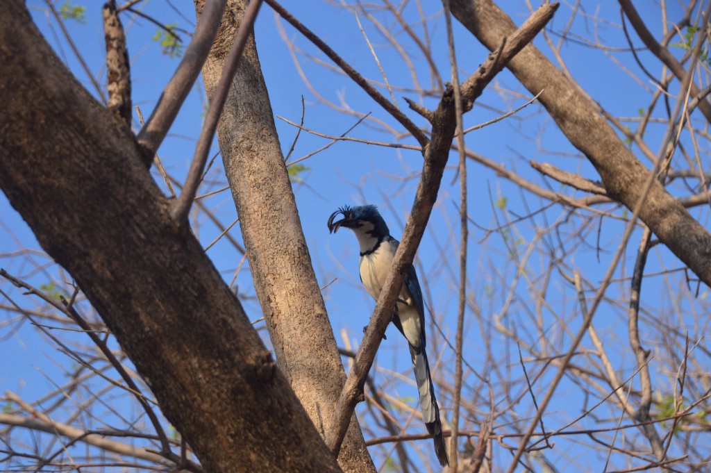 Foto de Isla de San Lucas (Puntarenas), Costa Rica