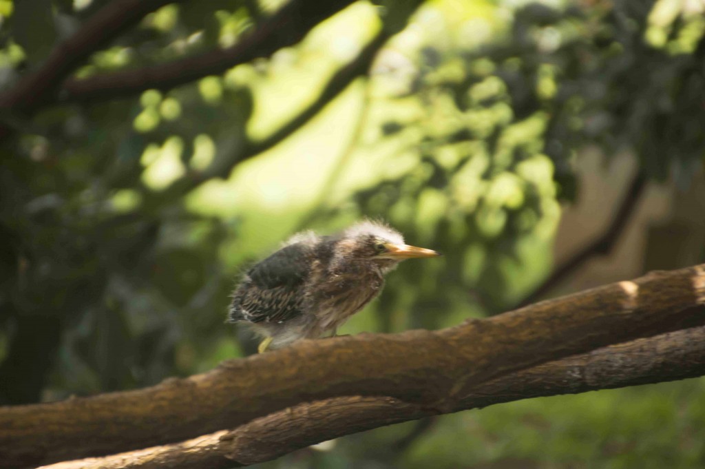 Foto de Isla de San Lucas (Puntarenas), Costa Rica