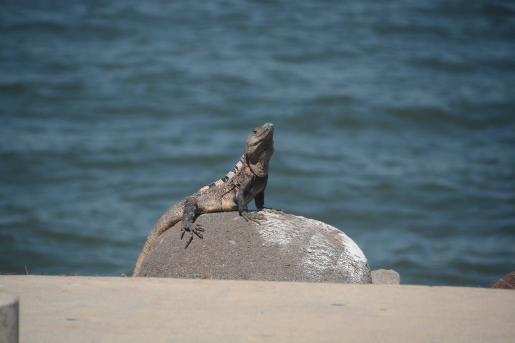 Foto de Isla de San Lucas (Puntarenas), Costa Rica