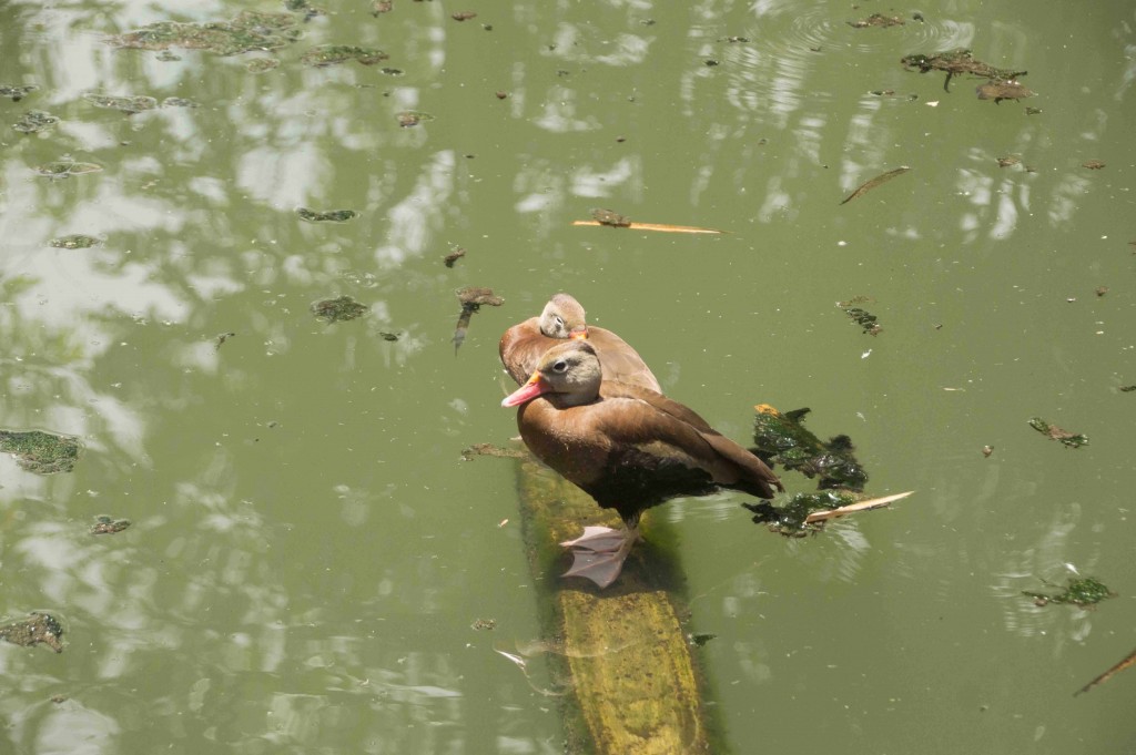 Foto de Isla de San Lucas (Puntarenas), Costa Rica