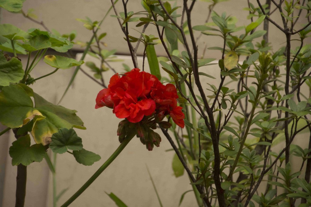 Foto de Isla de San Lucas (Puntarenas), Costa Rica