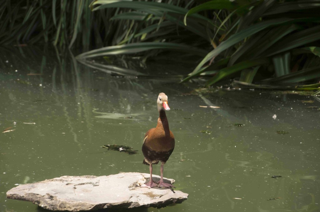 Foto de Isla de San Lucas (Puntarenas), Costa Rica
