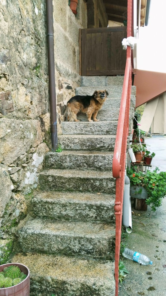 Foto: Peluso - Vilaboa (Ourense), España
