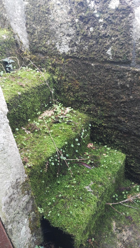 Foto: Escalera - Ourense (Galicia), España