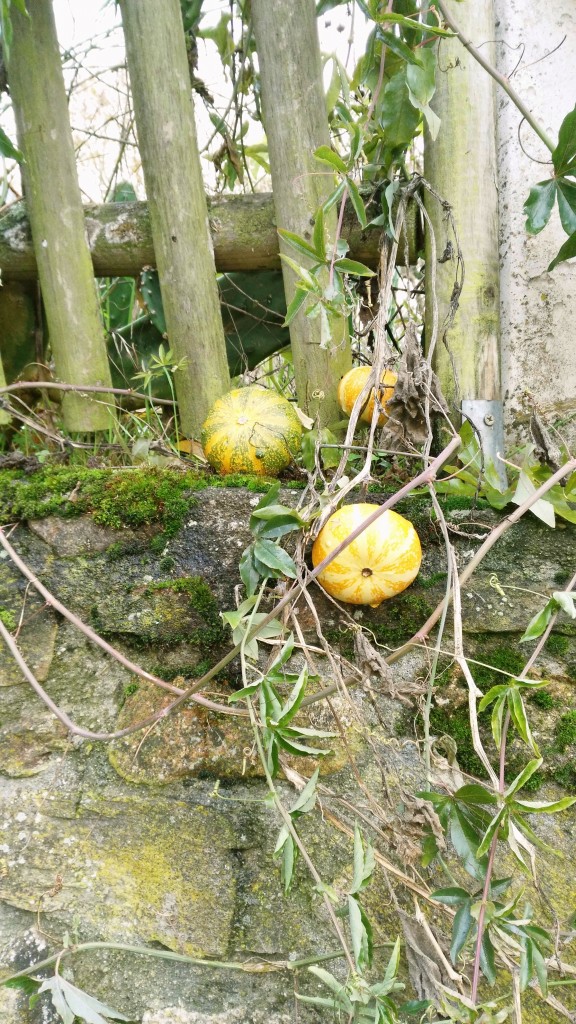 Foto: Calabazas - Vilaboa (Ourense), España