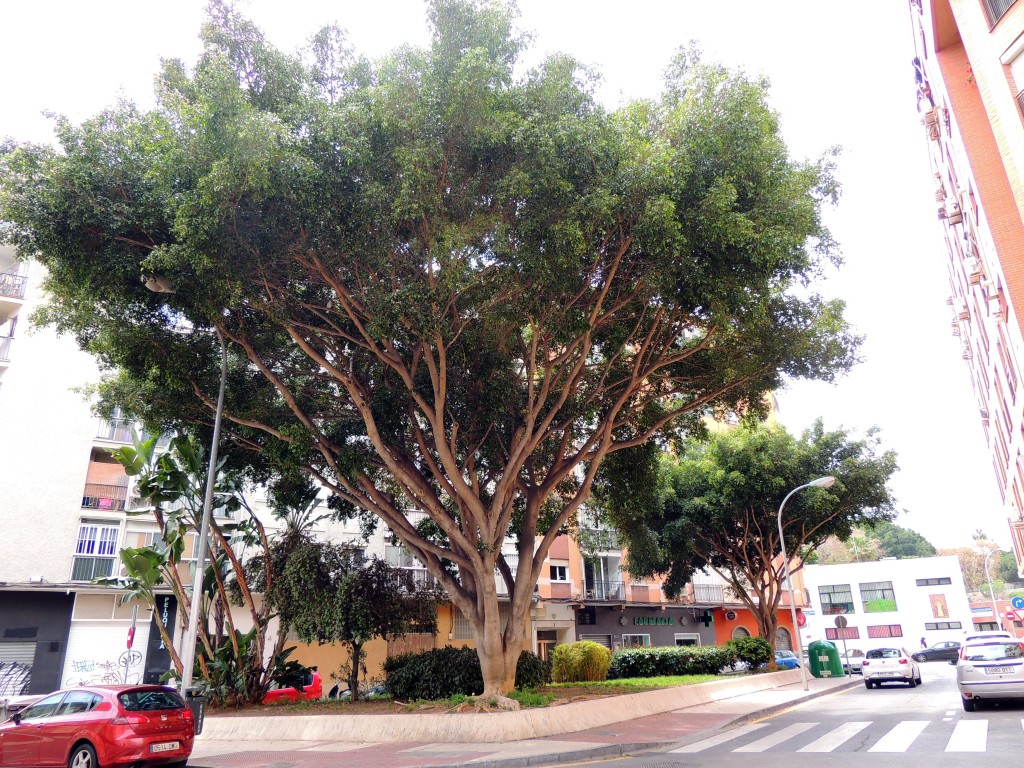 Foto de Málaga (Andalucía), España