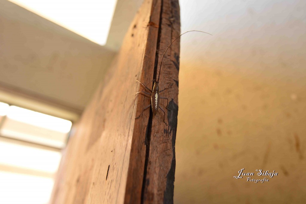 Foto: Antigua Carcel - Isla de San Lucas (Puntarenas), Costa Rica