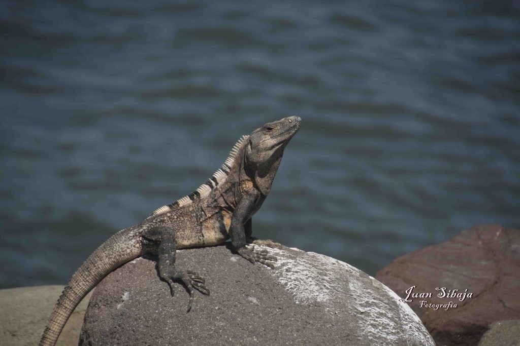 Foto de Isla de San Lucas (Puntarenas), Costa Rica