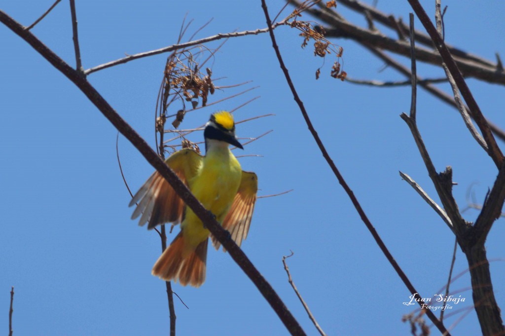 Foto de Playa Leona (Puntarenas), Costa Rica