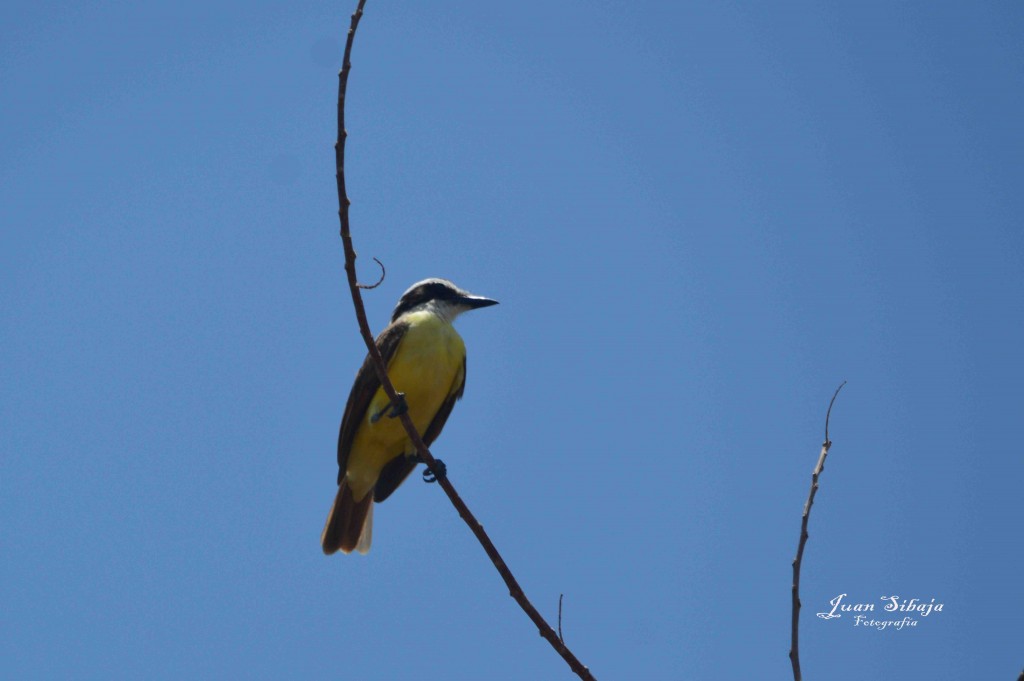 Foto de Playa Leona (Puntarenas), Costa Rica