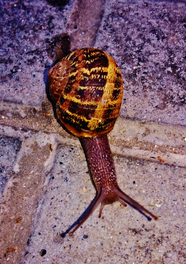 Foto: Cargol treu banya - Llinars del Vallès (Barcelona), España