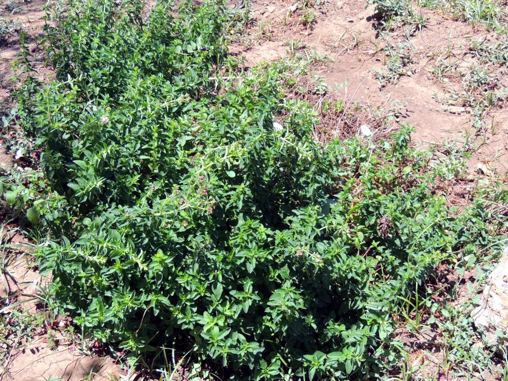 Foto de Mijas (Málaga), España
