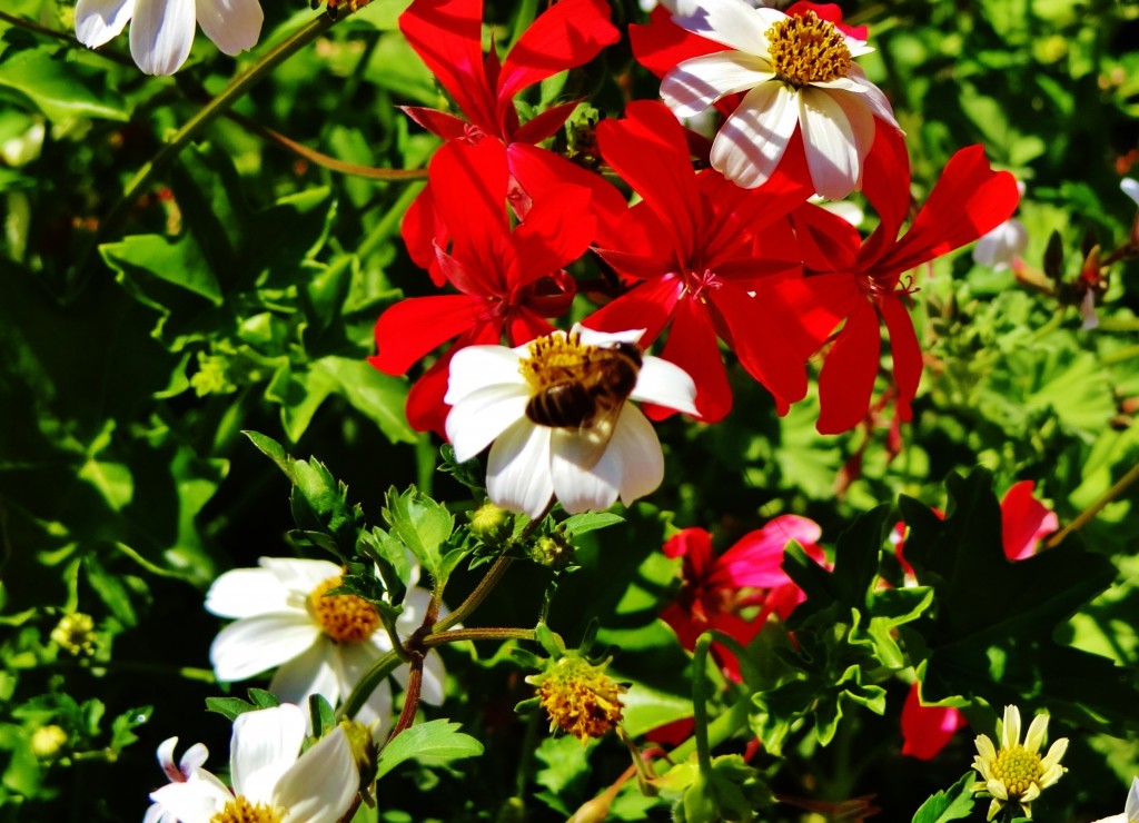 Foto: Place de l'Ancienne Douane - Colmar (Alsace), Francia