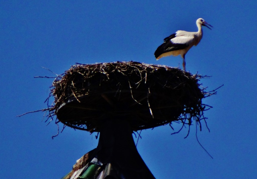 Foto: La Cigogne - Colmar (Alsace), Francia