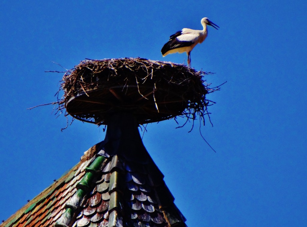 Foto: La Cigogne - Colmar (Alsace), Francia
