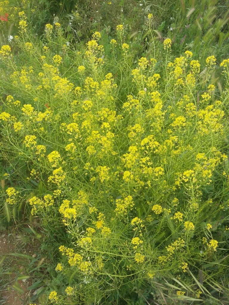 Foto de Calatayud (Zaragoza), España