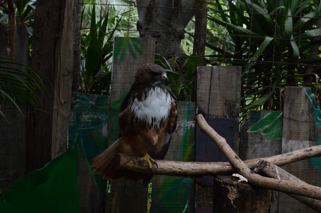 Foto de Alajuela, Costa Rica