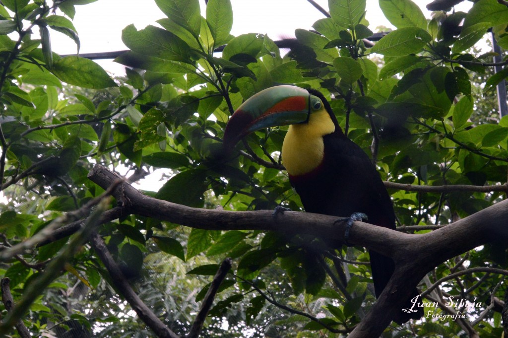Foto de Alajuela, Costa Rica