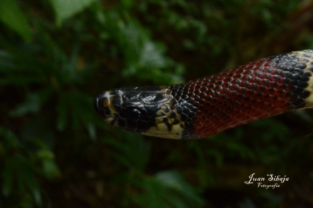 Foto de Alajuela, Costa Rica