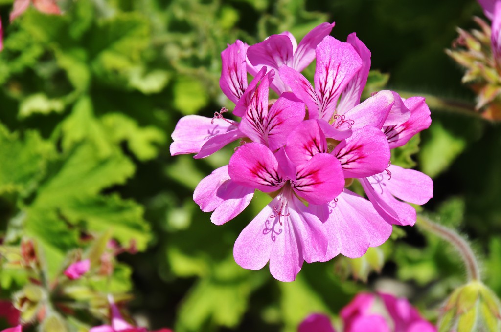 Foto: Flores Parque Central - Valencia (València), España