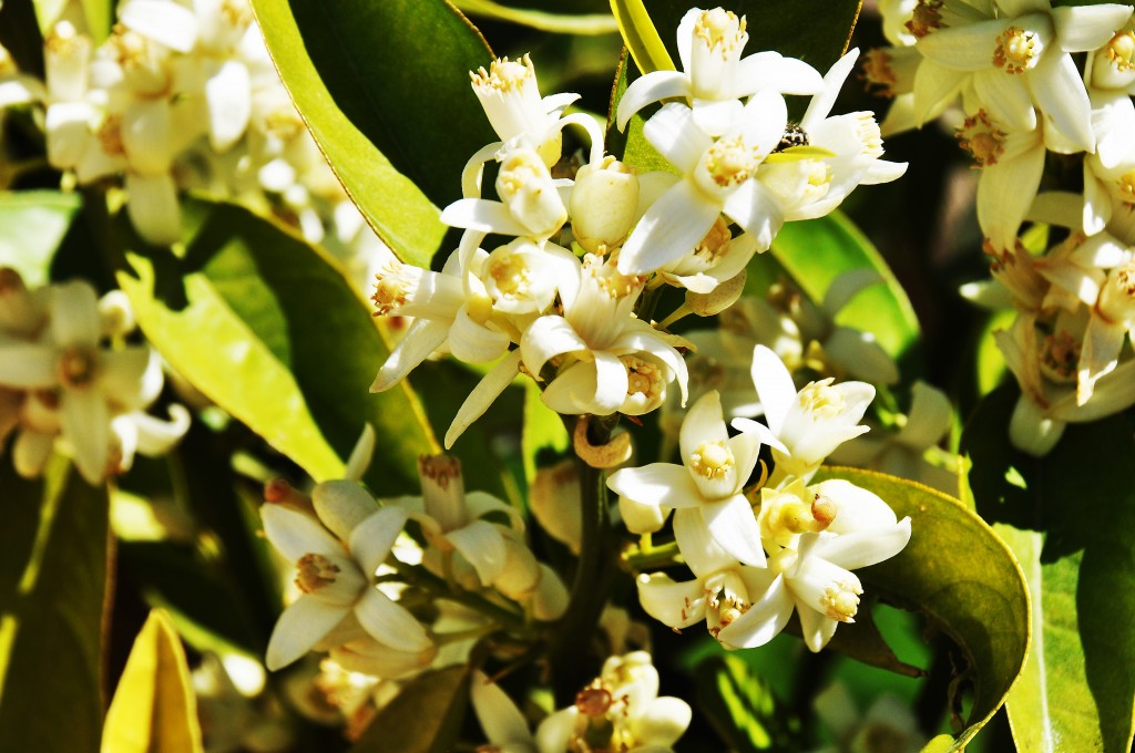 Foto: Flores Parque Central - Valencia (València), España