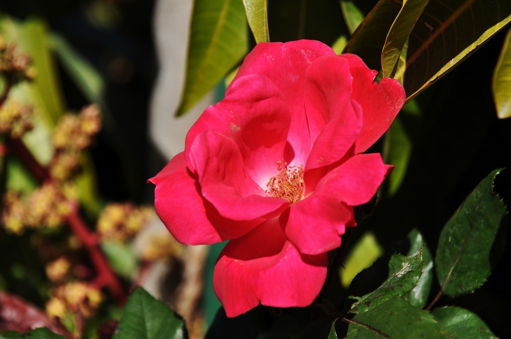 Foto: Flor Parque Central - Valencia (València), España