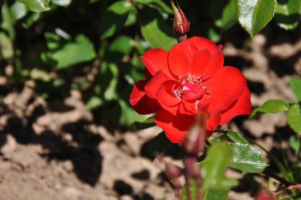 Foto: Parque Central - Valencia (València), España