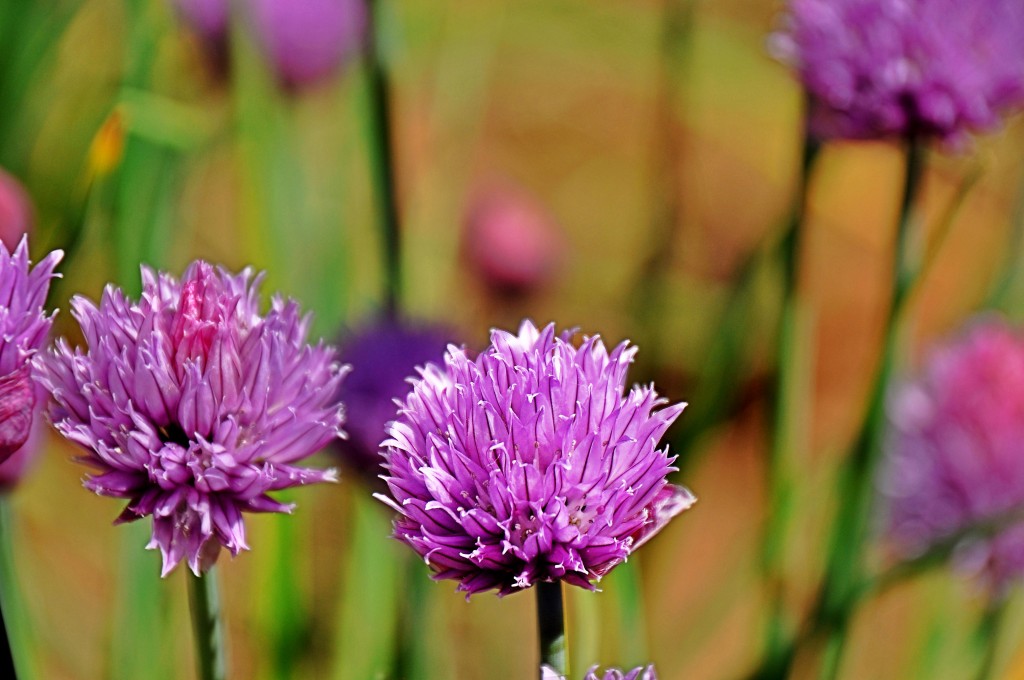 Foto: Flores Parque Central - Valencia (València), España