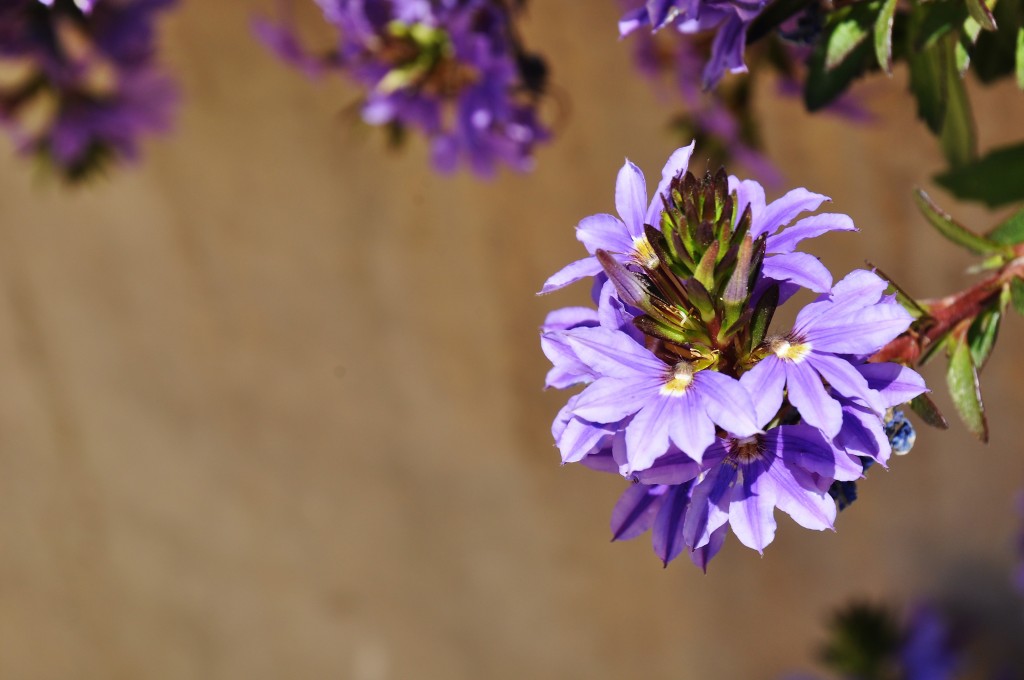 Foto: Flores del Parque Central - Valencia (València), España