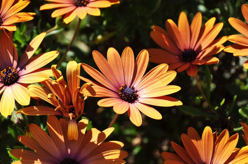 Foto: Parque Central - Valencia (València), España