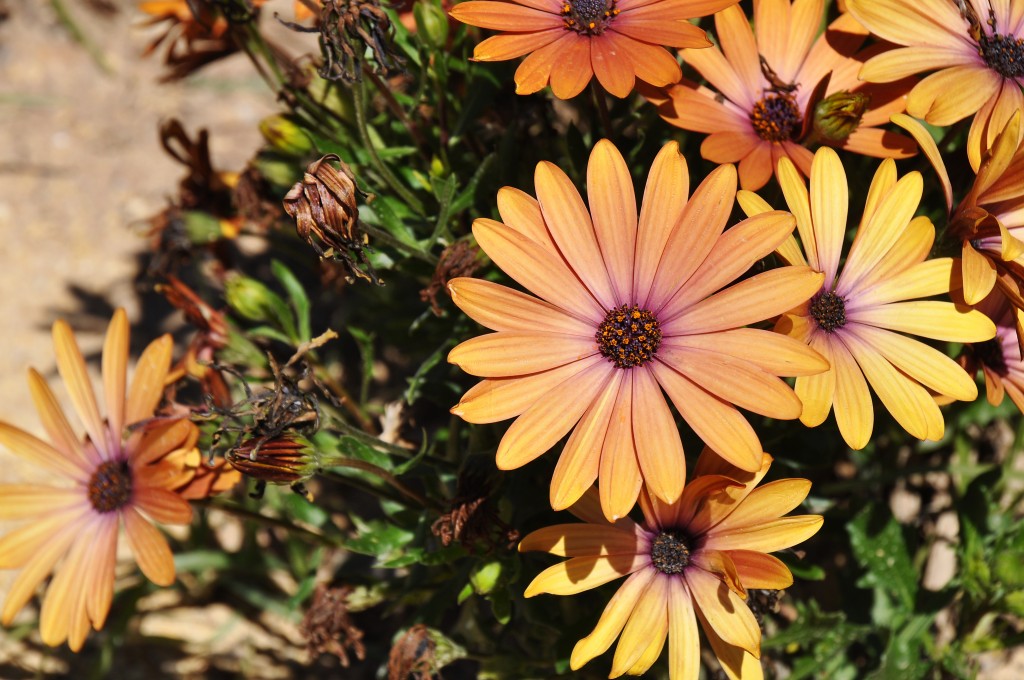 Foto: Parque Central - Valencia (València), España