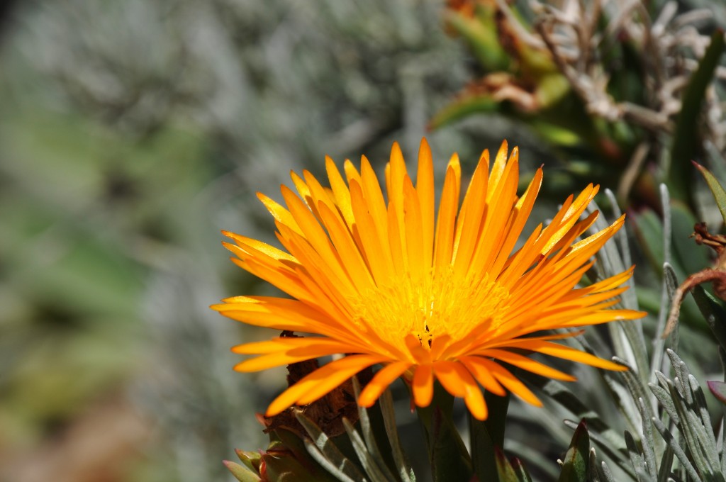 Foto: Margarita Parque Central - Valencia (València), España