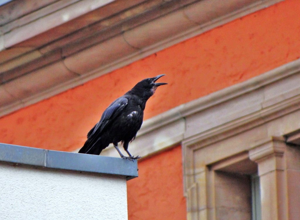 Foto: Le Corbeau - Strasbourg (Alsace), Francia