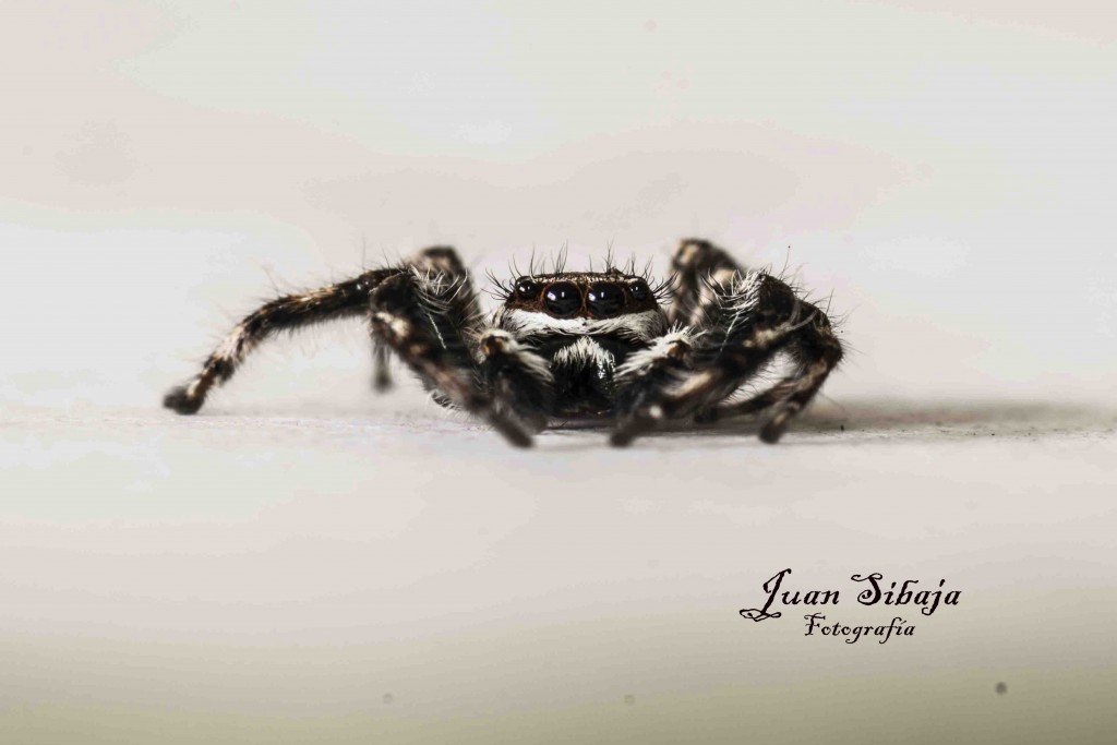 Foto: ARAÑA - Alajuela, Costa Rica