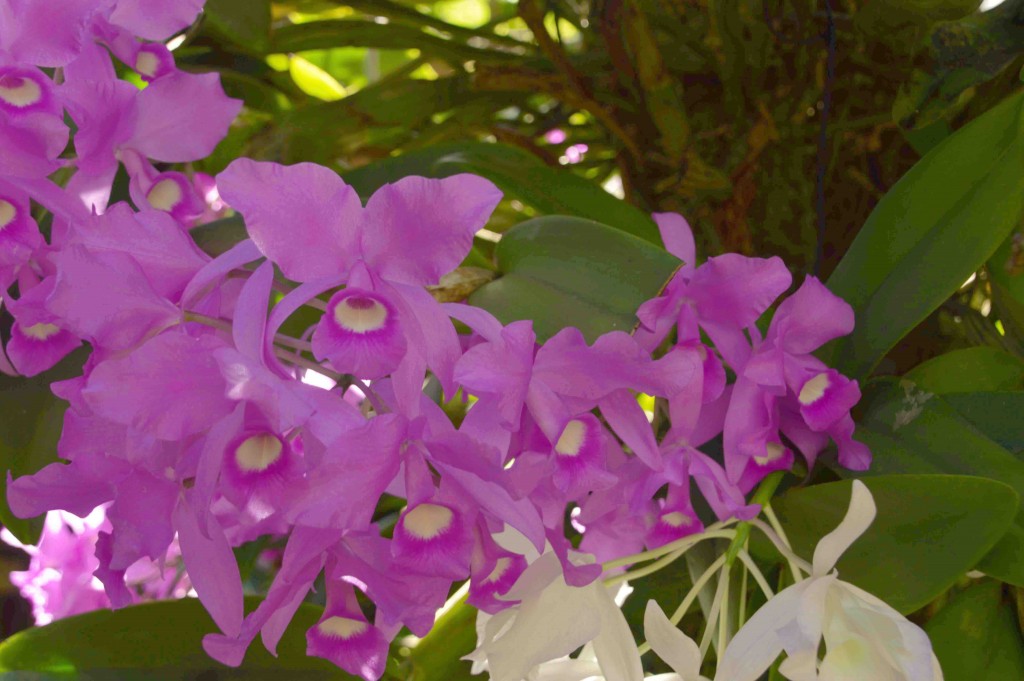 Foto: Guaria morada - Alajuela, Costa Rica