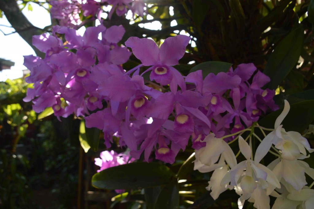 Foto: Guaria morada - Alajuela, Costa Rica