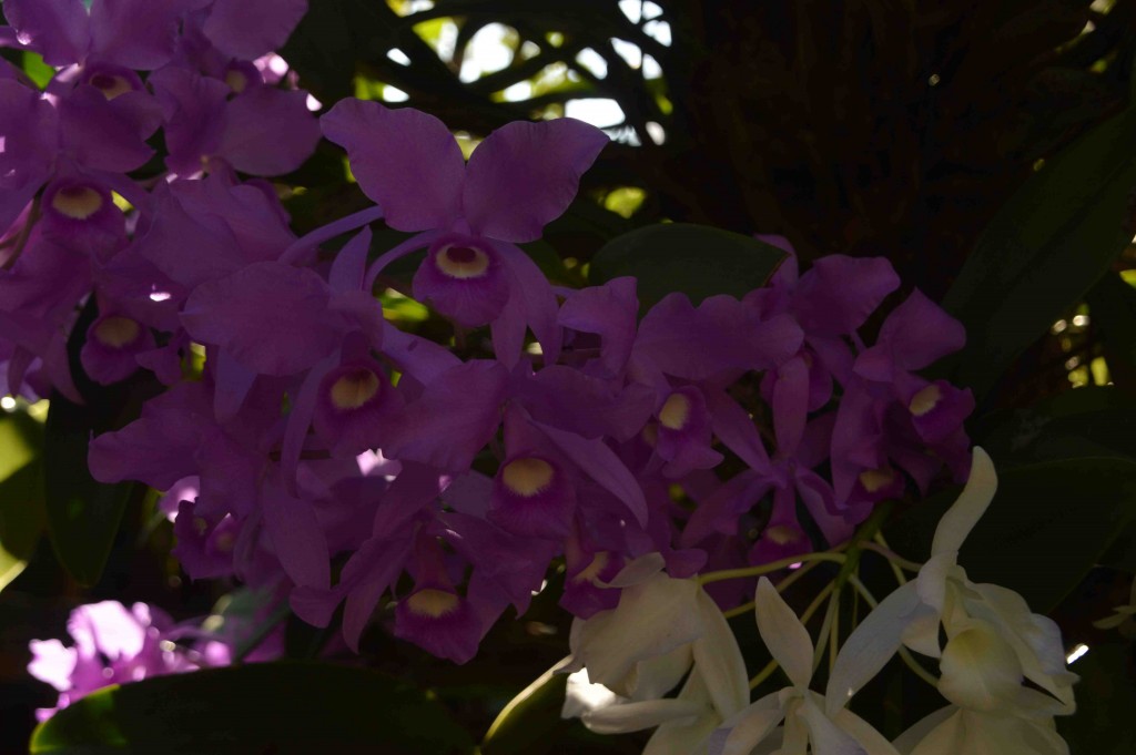 Foto: Guaria Morada - Alajuela, Costa Rica