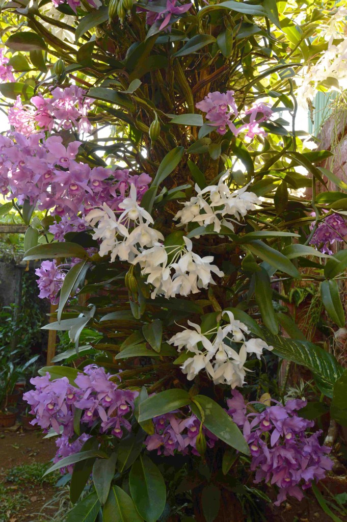 Foto de Alajuela, Costa Rica