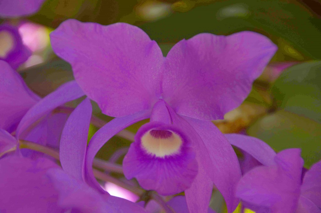 Foto: Guaria morada - Alajuela, Costa Rica