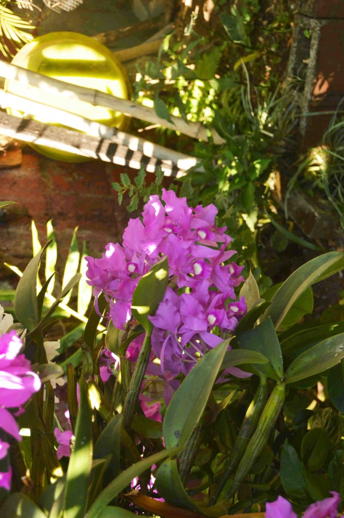 Foto: Guaria Morada - Alajuela, Costa Rica