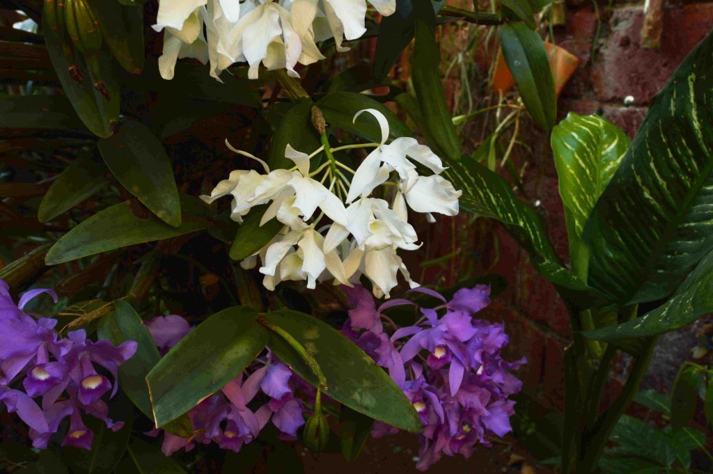 Foto de Alajuela, Costa Rica