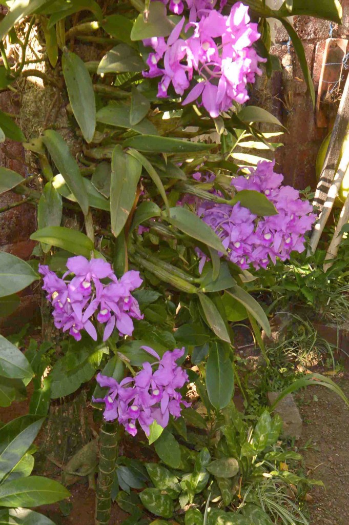 Foto: Guaria - Alajuela, Costa Rica