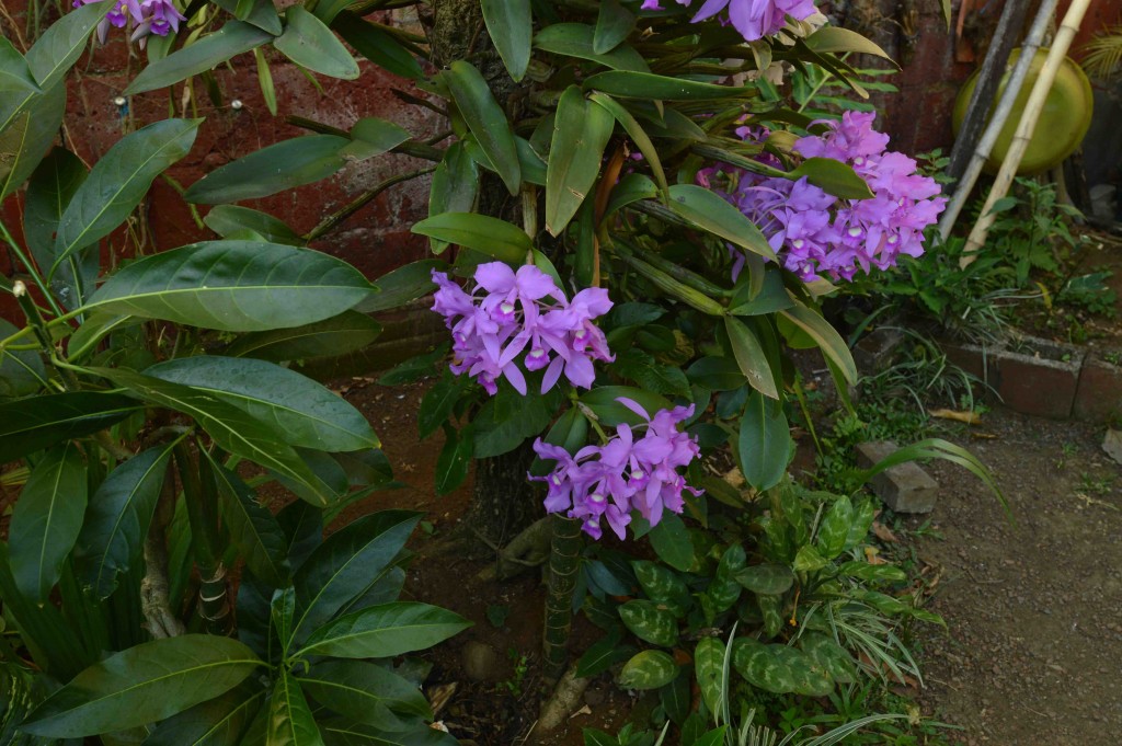 Foto de Alajuela, Costa Rica