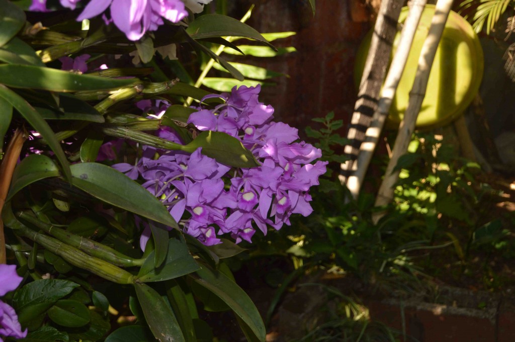 Foto: Guaria morada - Alajuela, Costa Rica